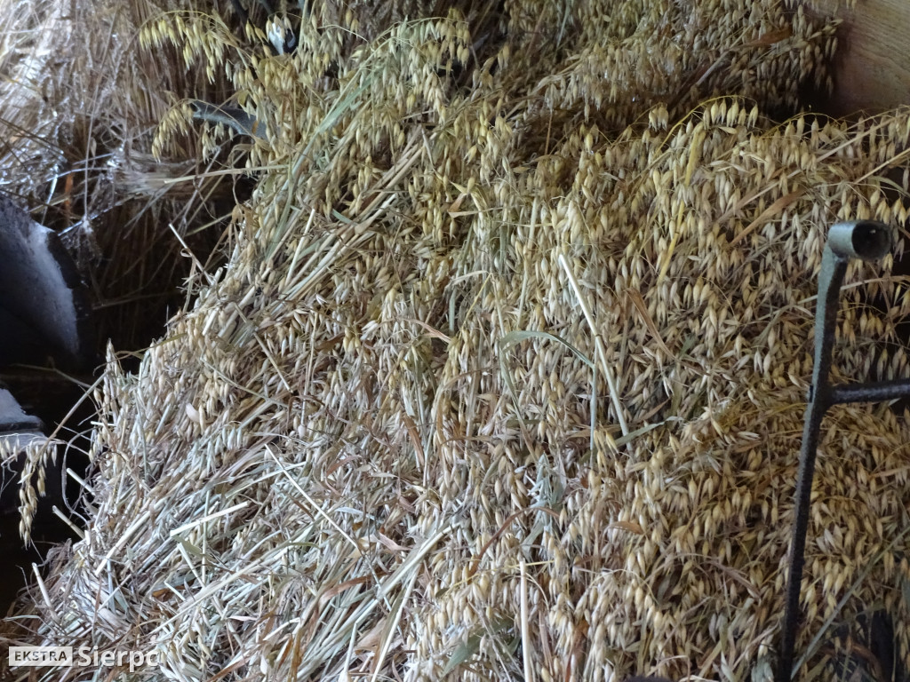 Żniwa w skansenie