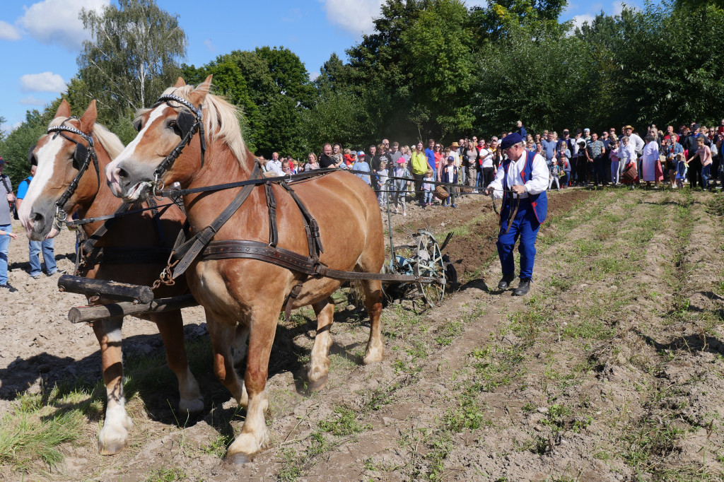 Wykopki w skansenie
