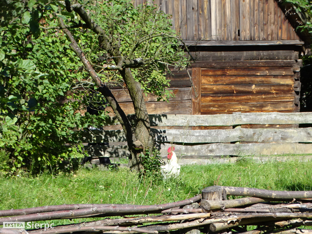 Wykopki w skansenie