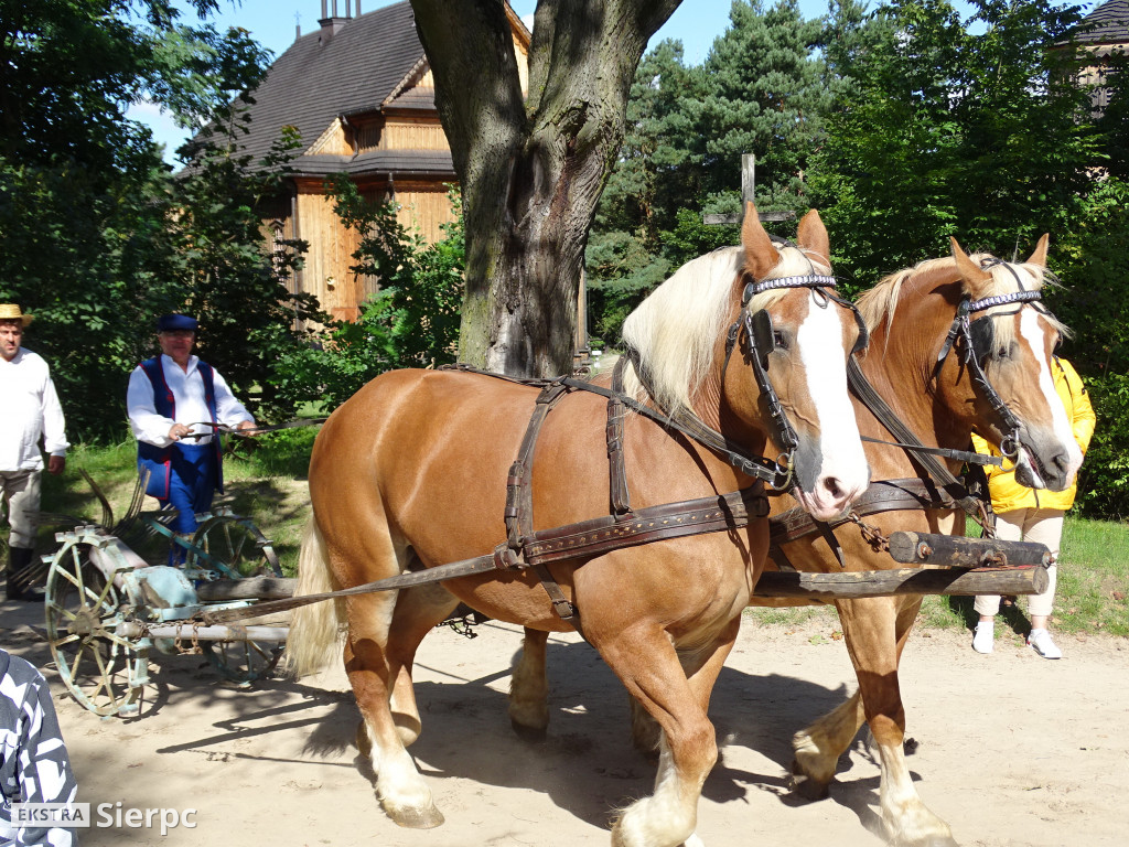 Wykopki w skansenie