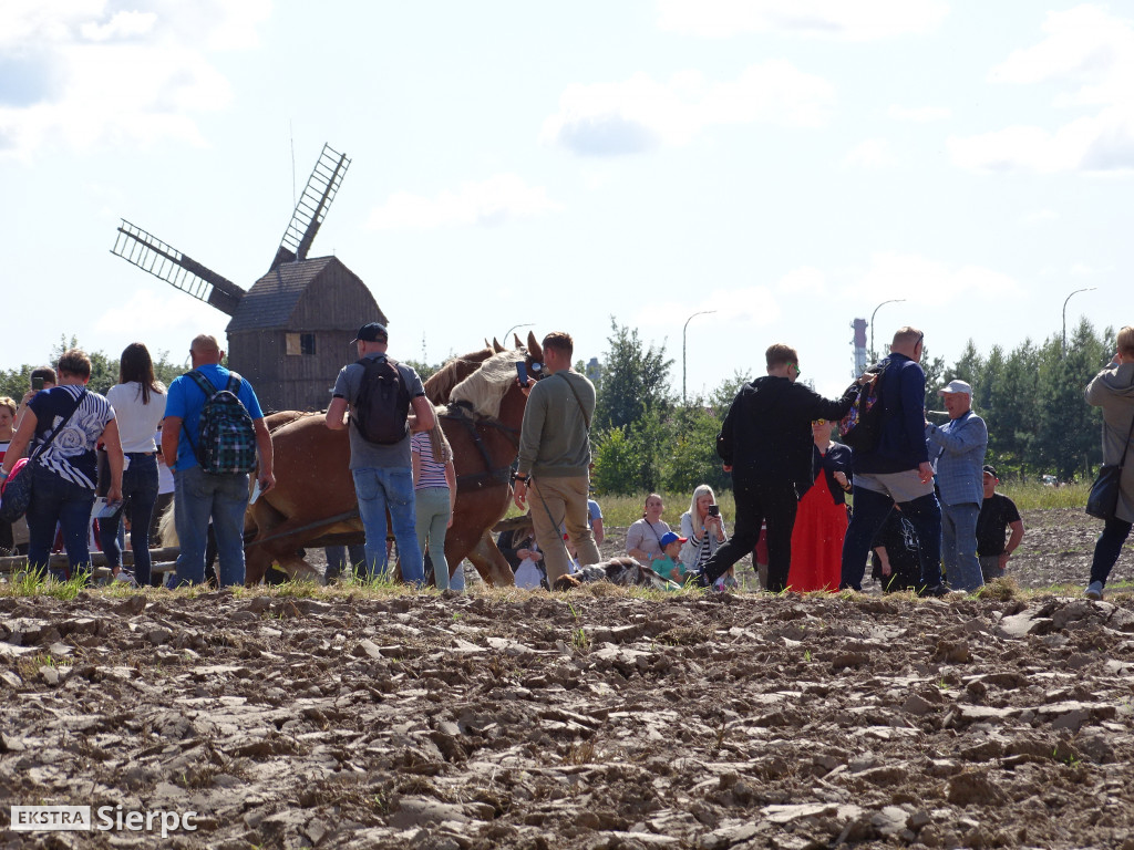 Wykopki w skansenie