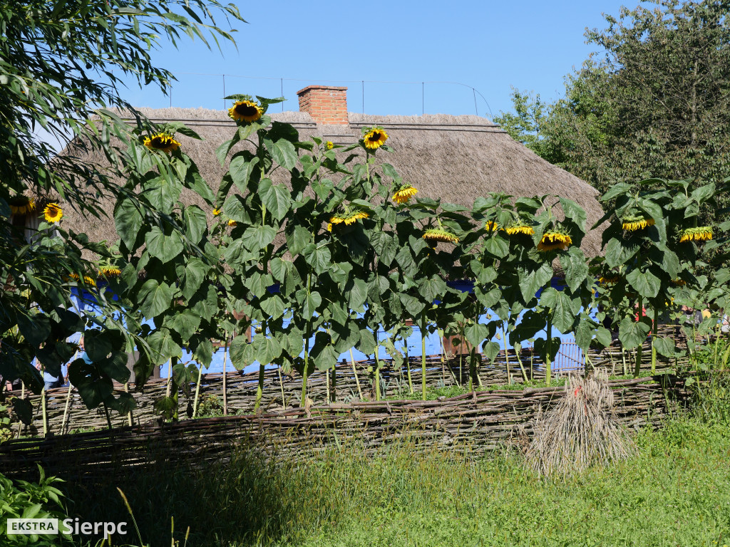 Wykopki w skansenie