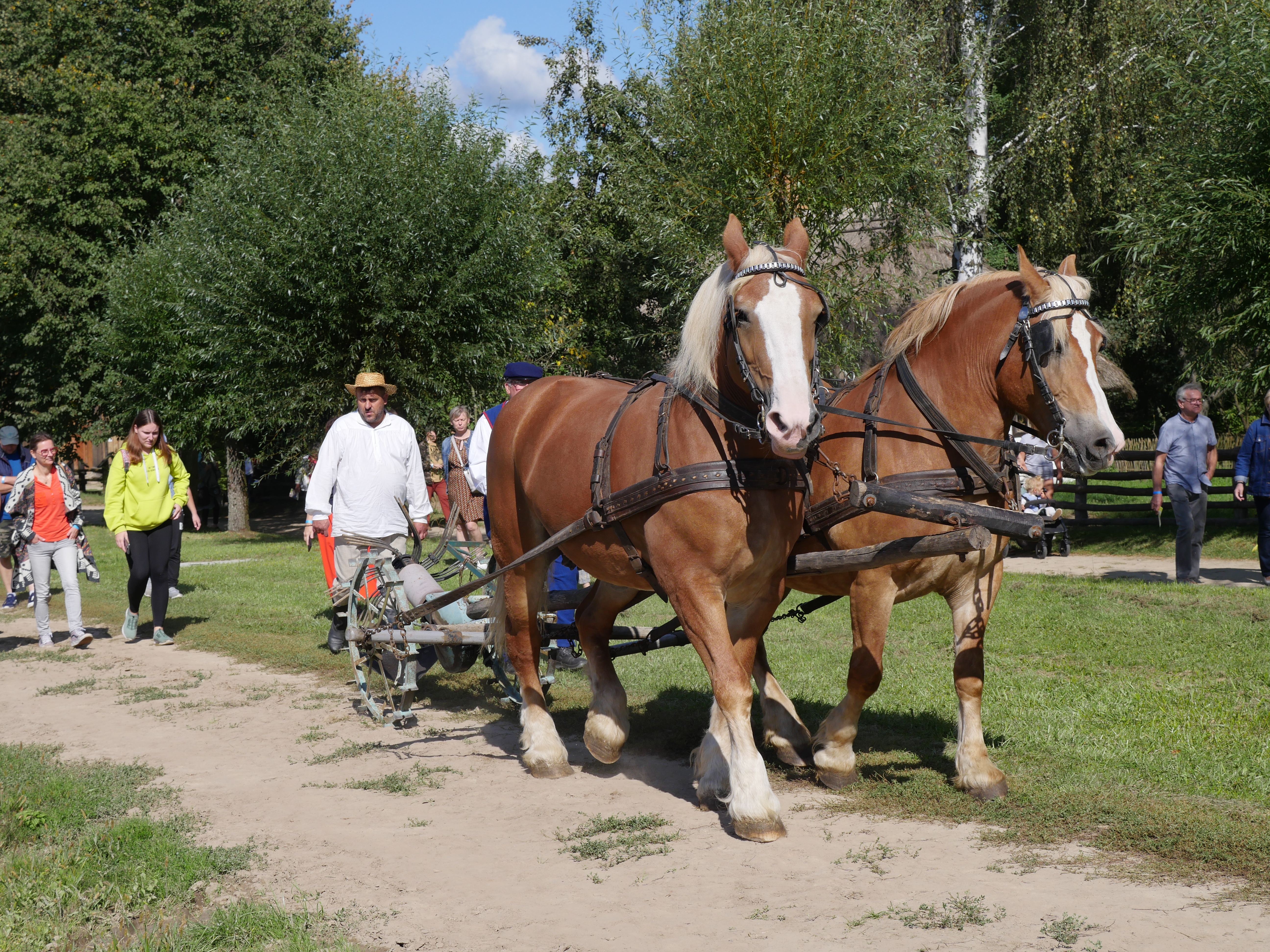 Wykopki w skansenie