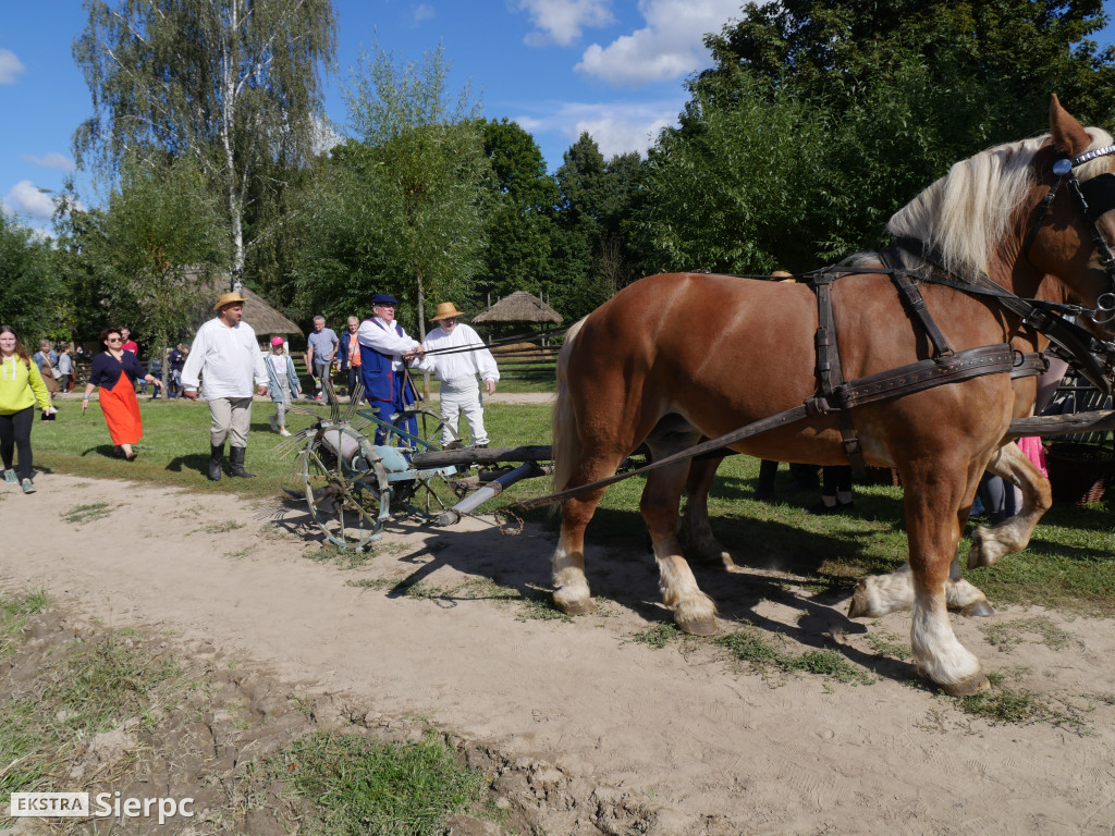 Wykopki w skansenie