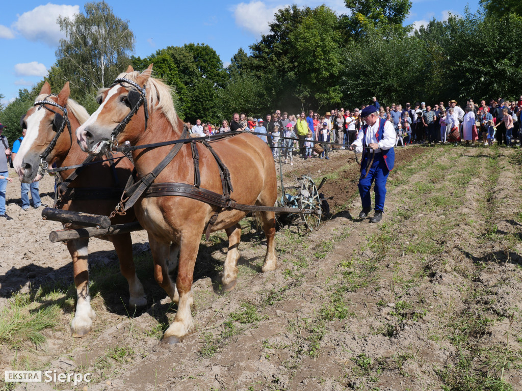 Wykopki w skansenie