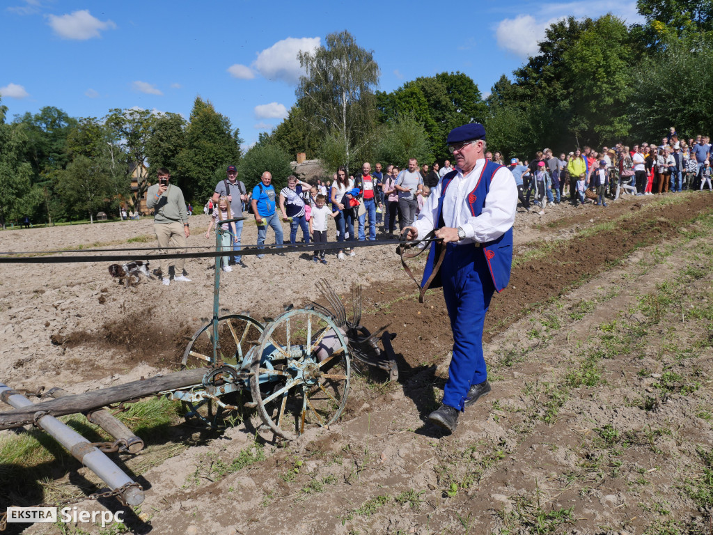 Wykopki w skansenie