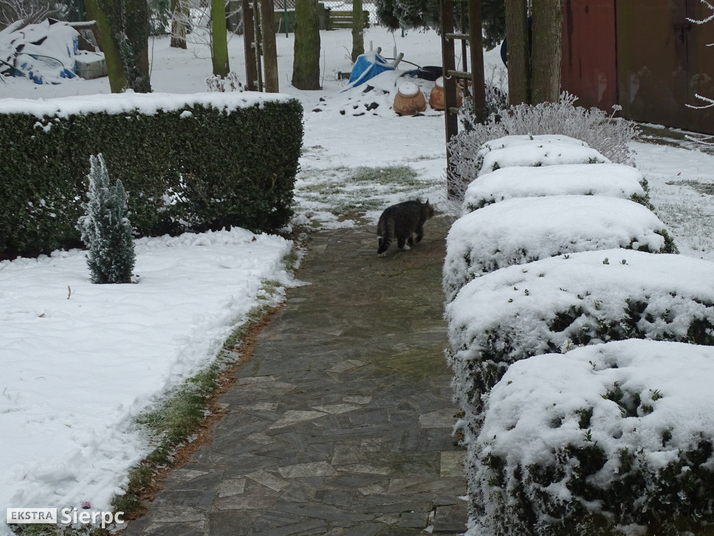 Śnieg, bałwan i kot