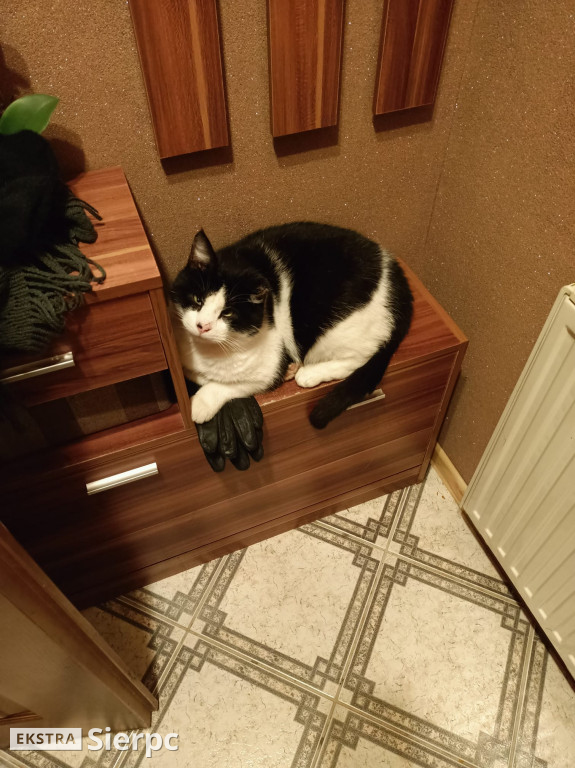 Dzień Kota