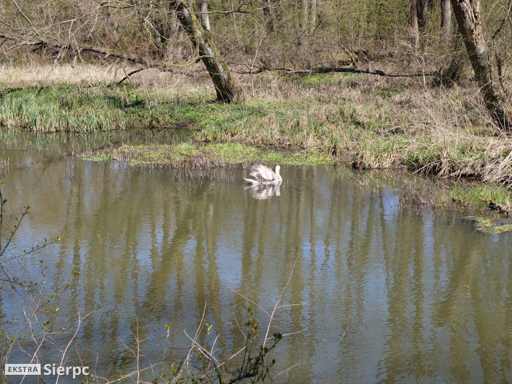 Łabędź na Sierpienicy