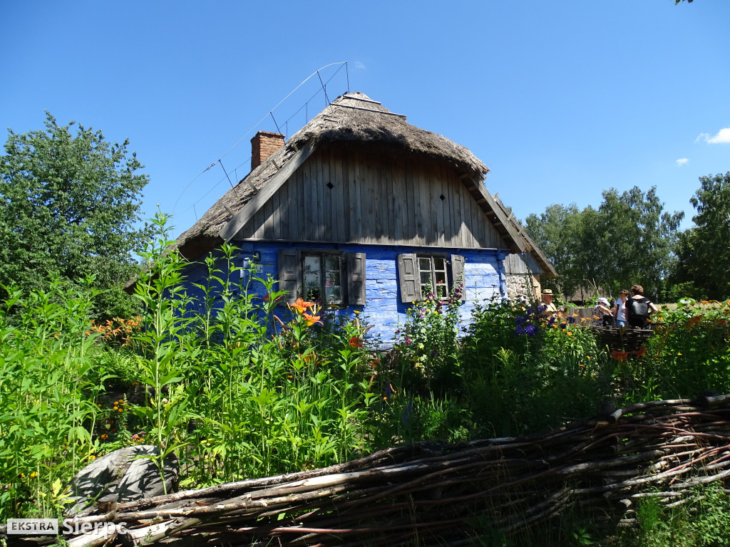 Miodobranie w skansenie