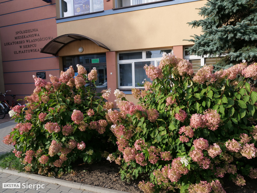 Konkurs na najładniejszy ogródek i balkon