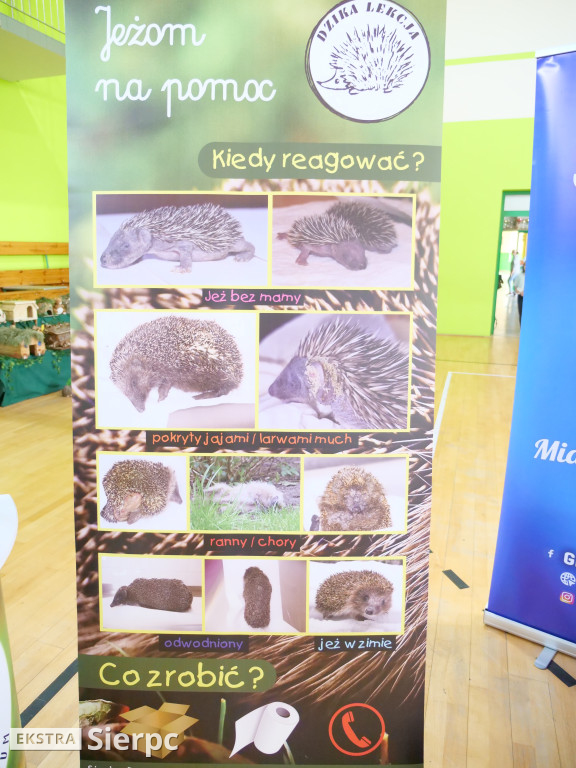 Jeż to bardzo ciekawy zwierz