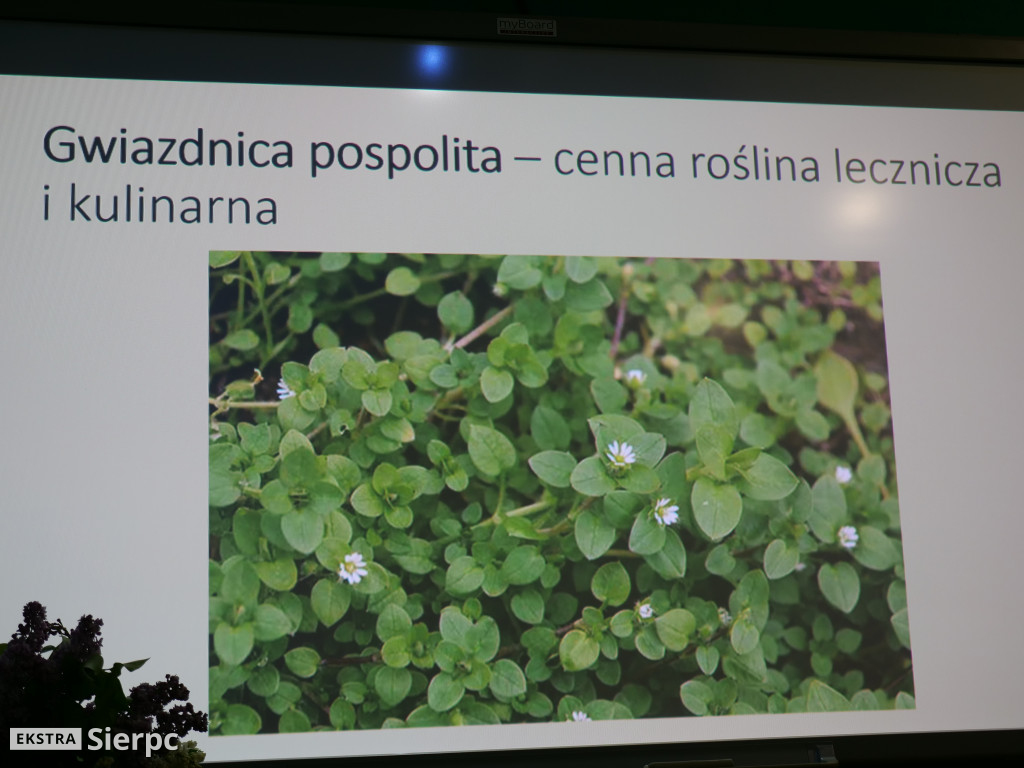 Ziołowa apteczka z łąk i lasów