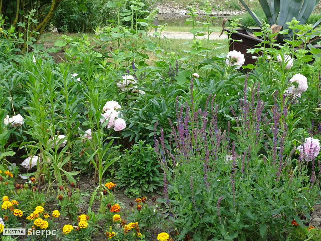 Gala Orkiestr Dętych w skansenie