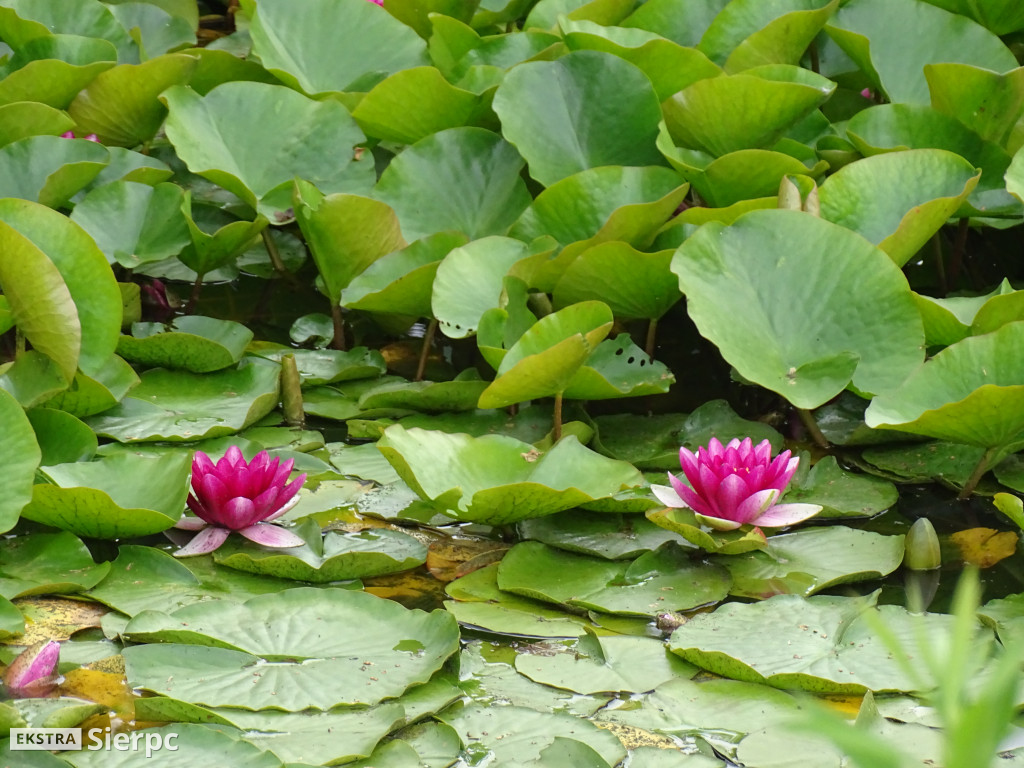 Gala Orkiestr Dętych w skansenie