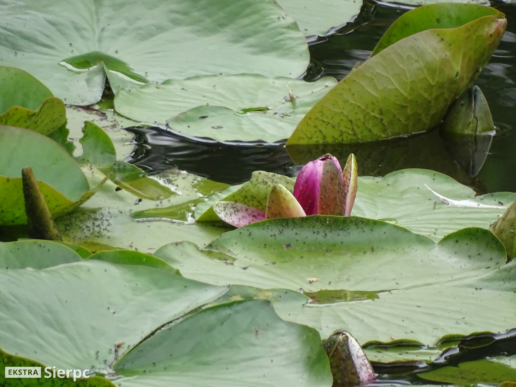 Gala Orkiestr Dętych w skansenie
