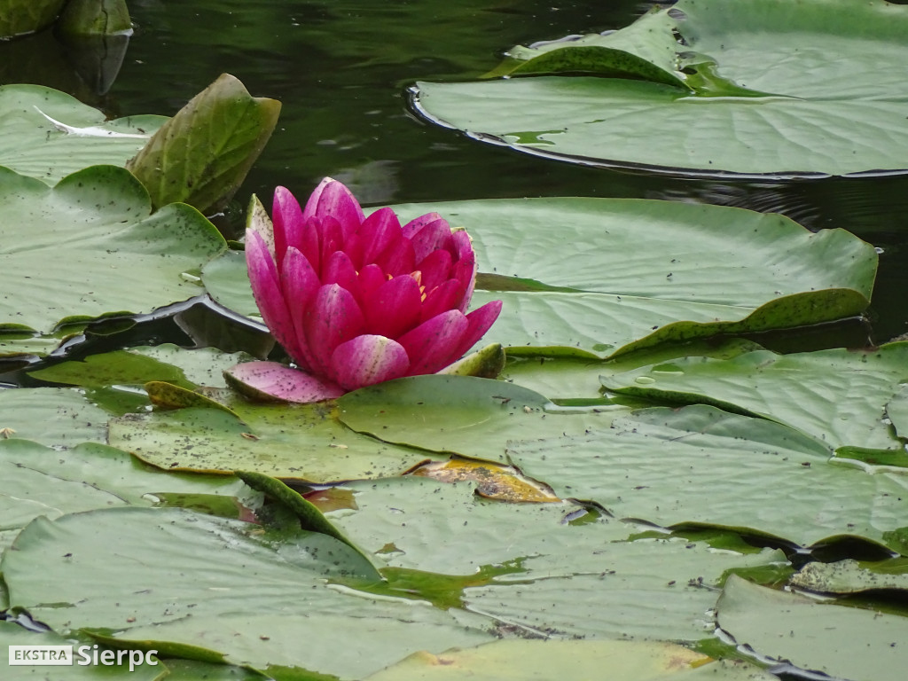 Gala Orkiestr Dętych w skansenie