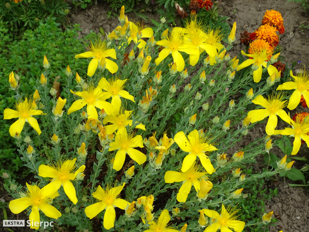 Gala Orkiestr Dętych w skansenie