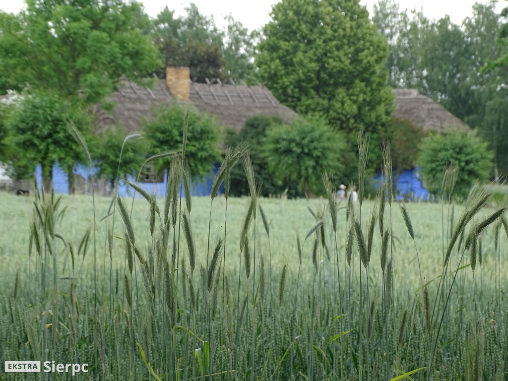 Gala Orkiestr Dętych w skansenie