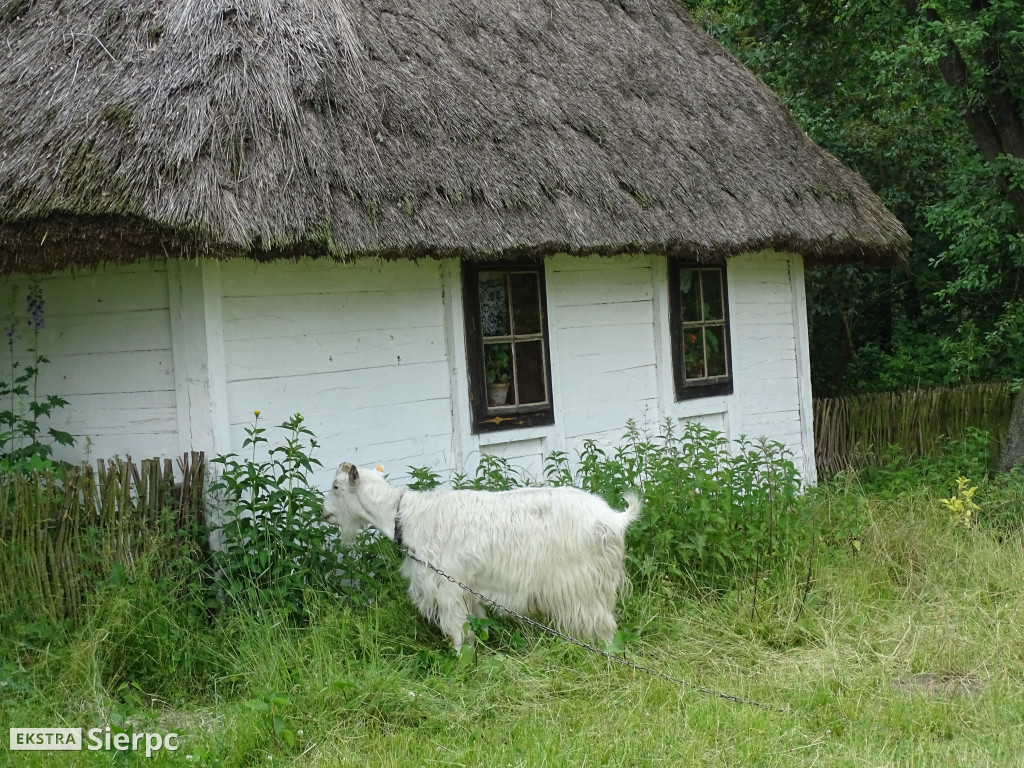 Gala Orkiestr Dętych w skansenie