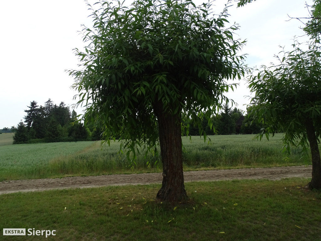 Gala Orkiestr Dętych w skansenie