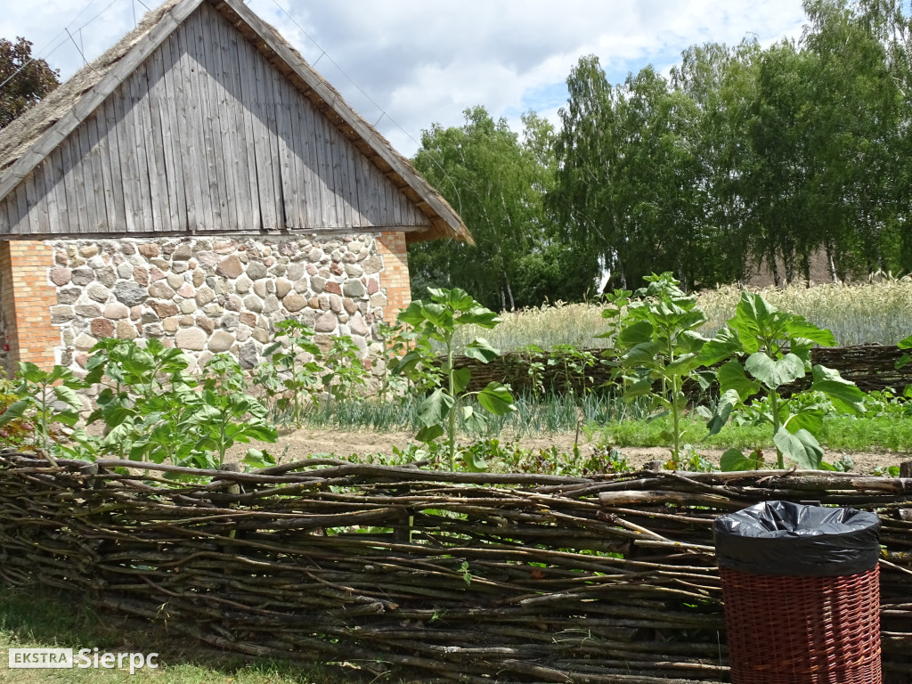 Miodobranie w skansenie