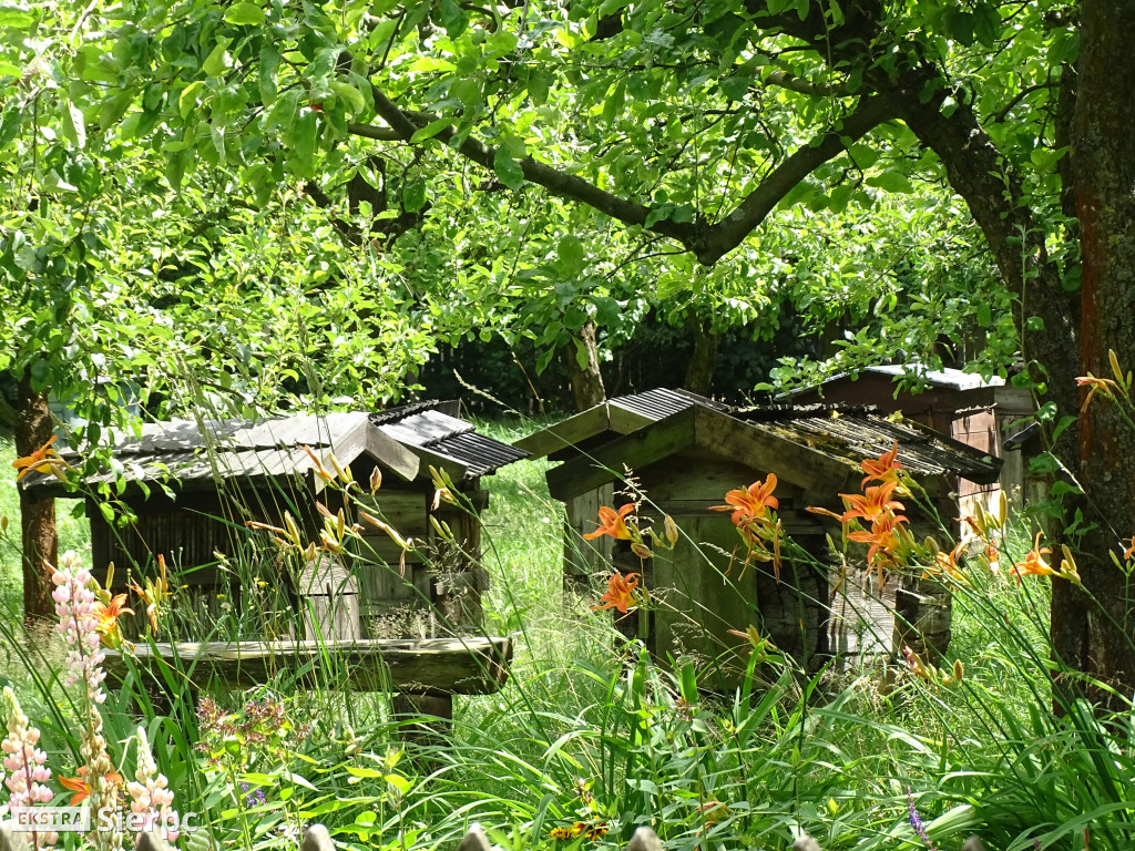 Miodobranie w skansenie