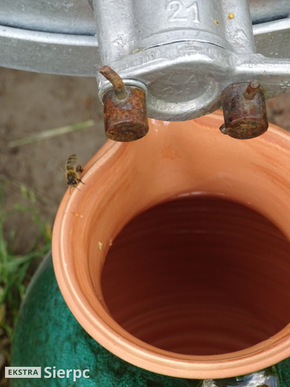 Miodobranie w skansenie