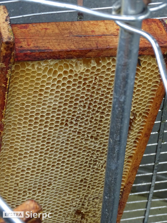 Miodobranie w skansenie