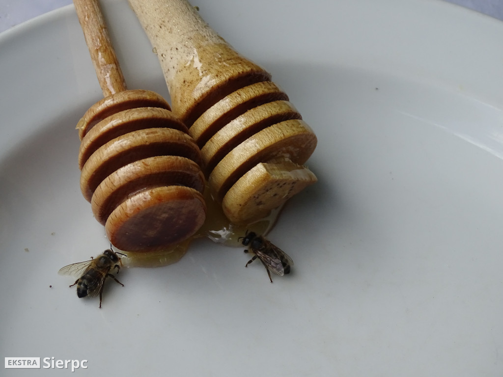 Miodobranie w skansenie