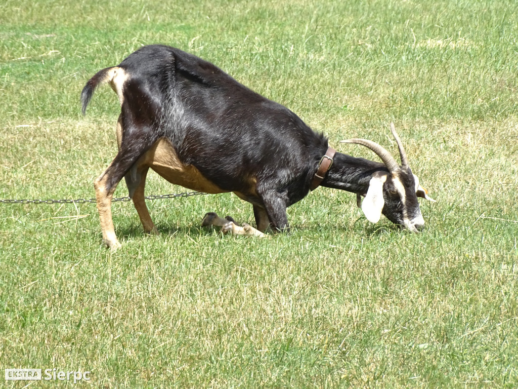 Miodobranie w skansenie