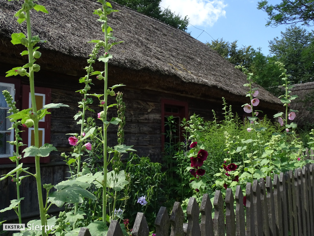 Miodobranie w skansenie
