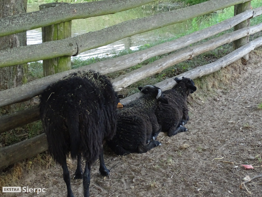 Miodobranie w skansenie
