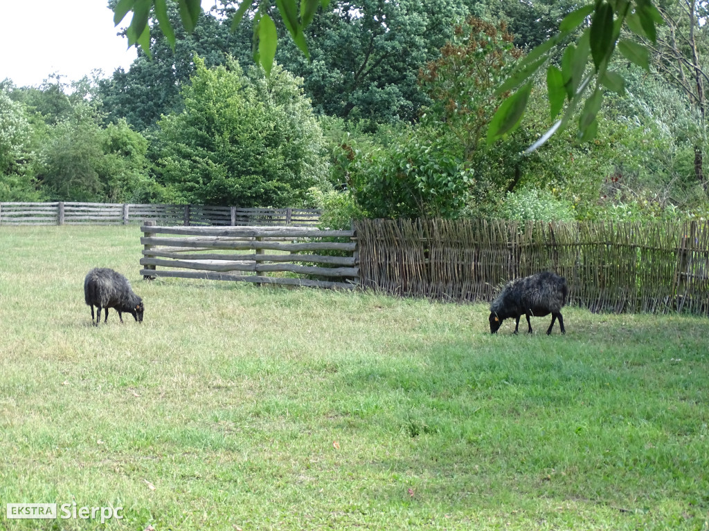Miodobranie w skansenie