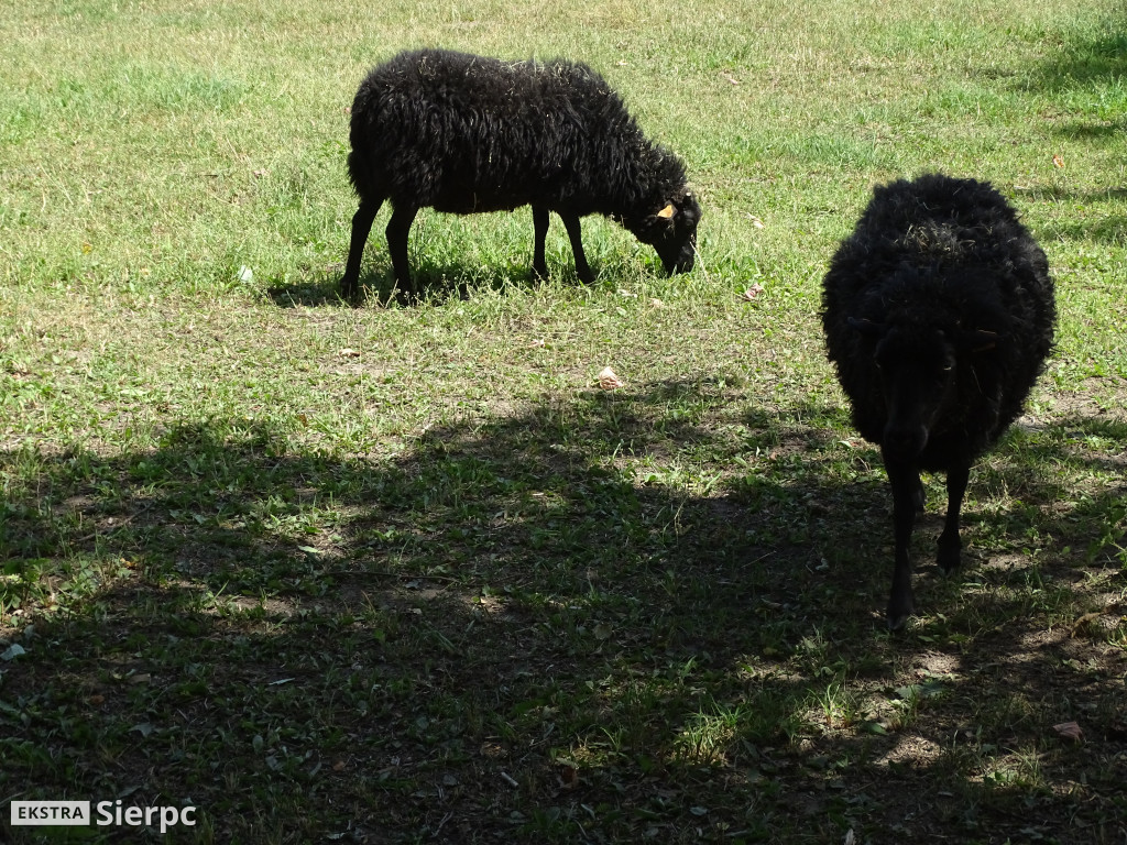 Miodobranie w skansenie