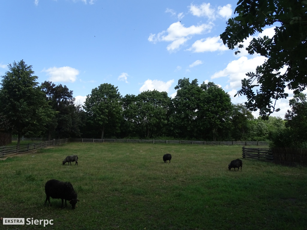 Miodobranie w skansenie