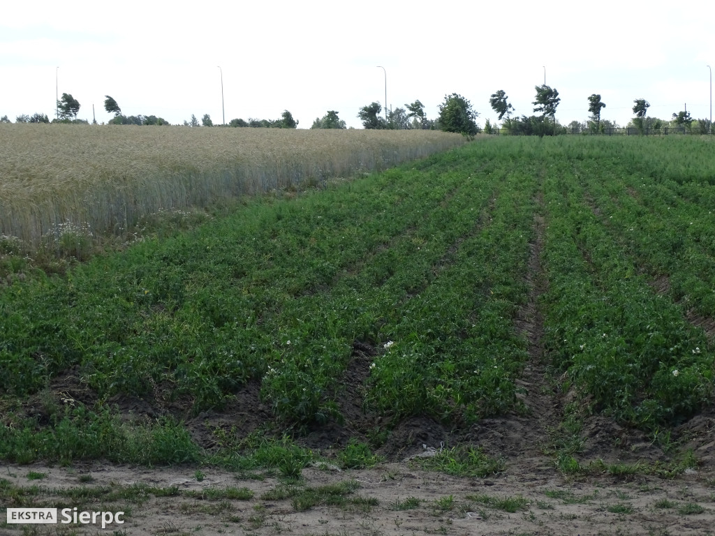 Miodobranie w skansenie