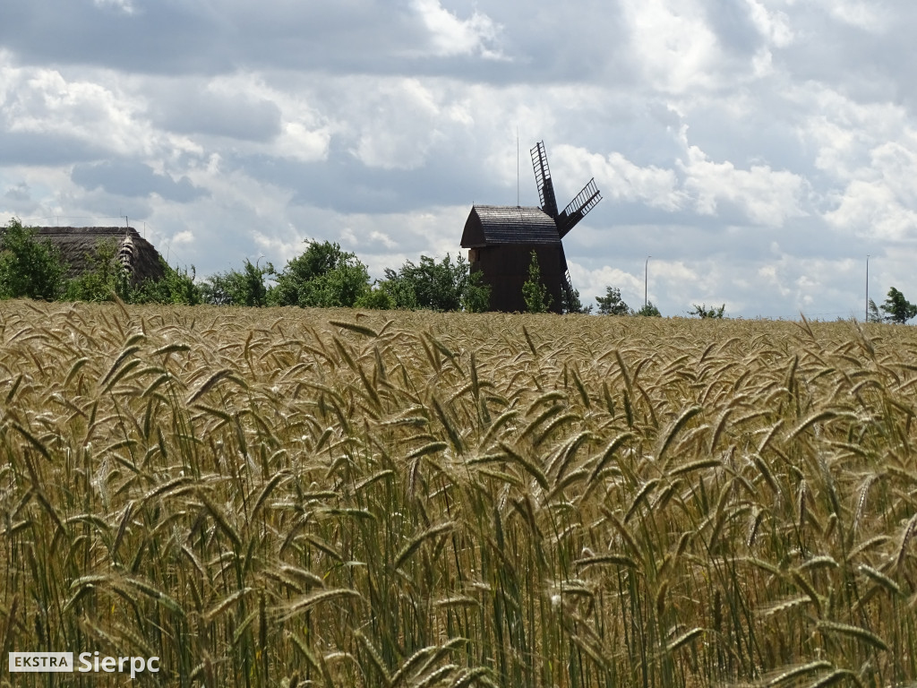 Miodobranie w skansenie