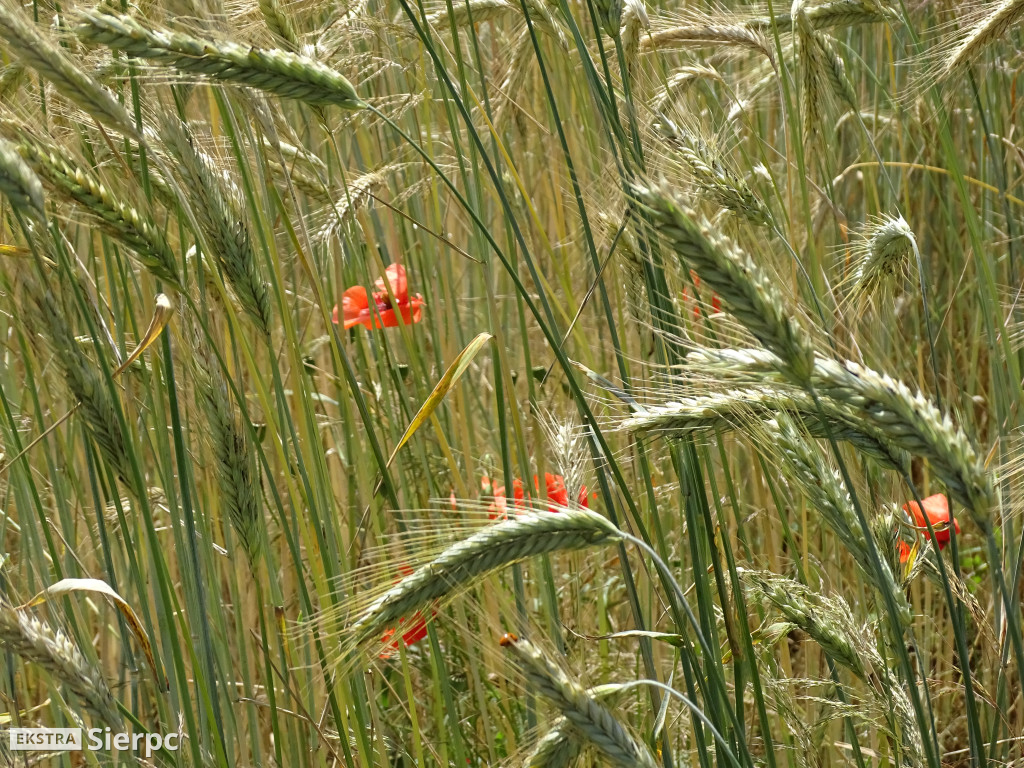 Miodobranie w skansenie