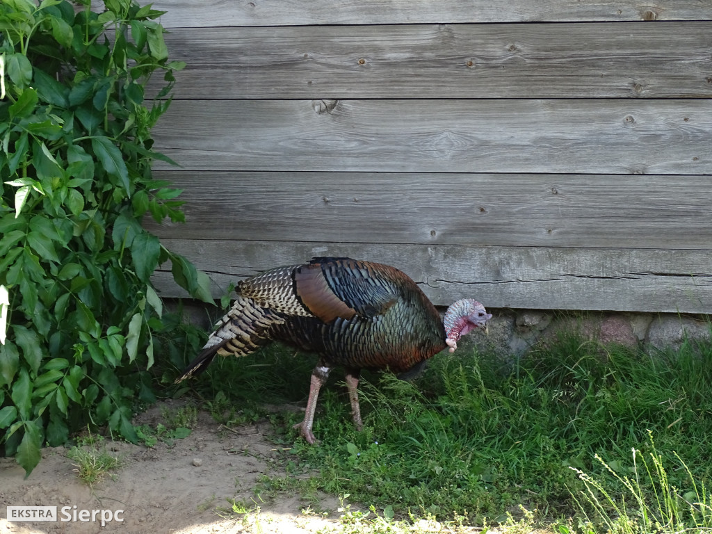Miodobranie w skansenie