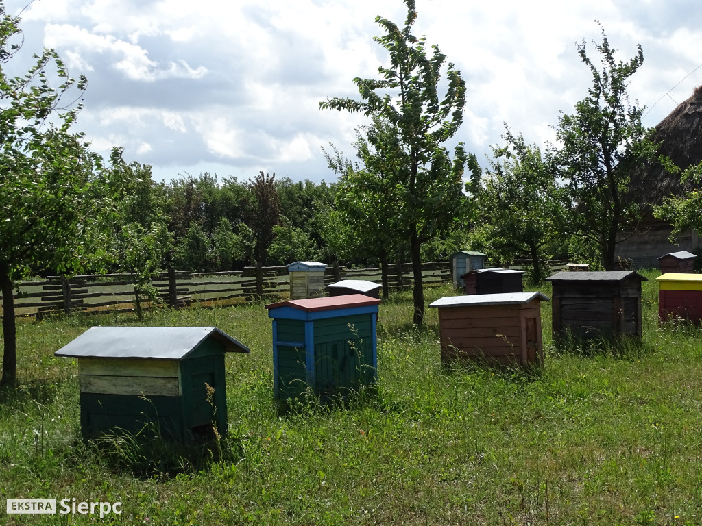 Miodobranie w skansenie
