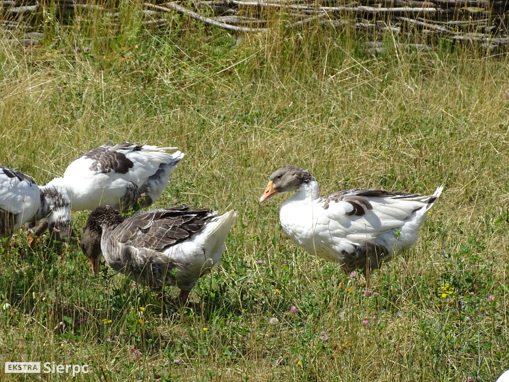 Miodobranie w skansenie