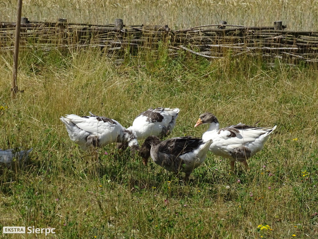 Miodobranie w skansenie