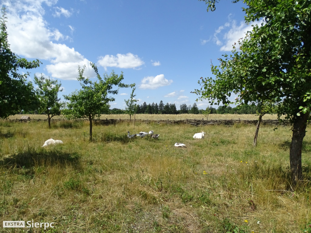 Miodobranie w skansenie