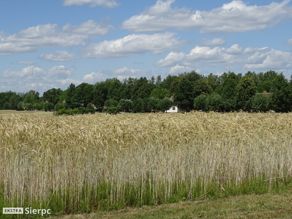 Miodobranie w skansenie