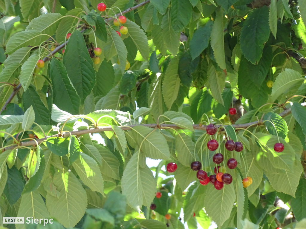Miodobranie w skansenie