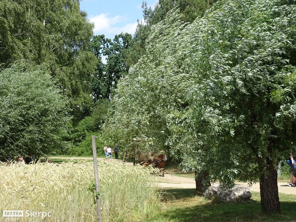 Miodobranie w skansenie