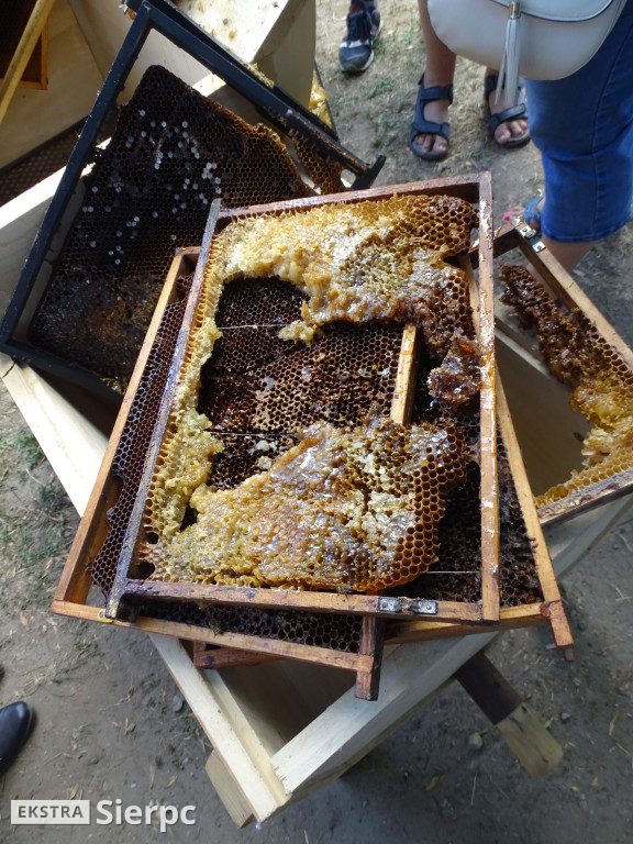 Miodobranie w skansenie