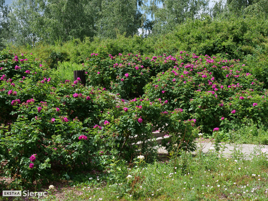 Miodobranie w skansenie
