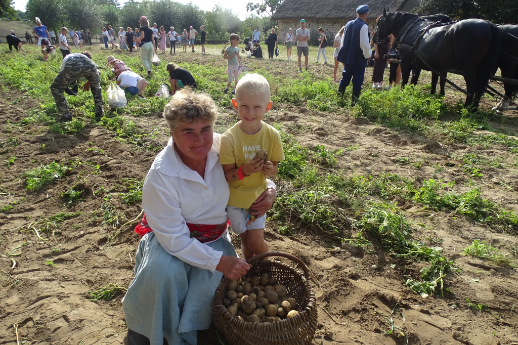 Wykopki w skansenie